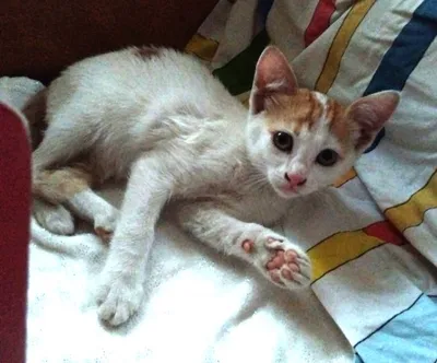 Benji, adopted