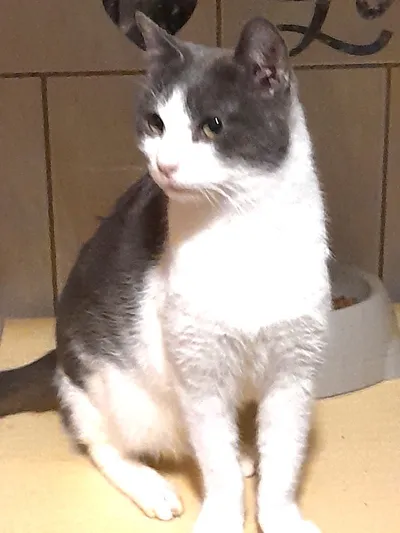 Truffe, adopted