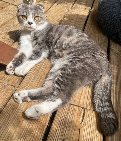 GINNY, adopted