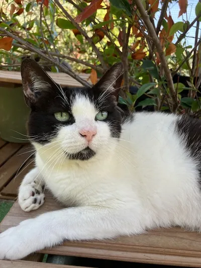 Le frère de INDRA : BOMBAY, adopted