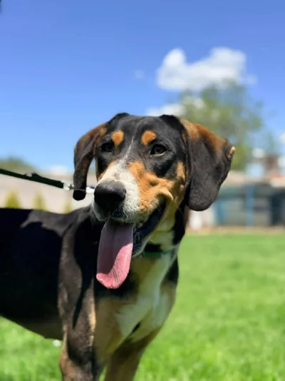 Lucky, adopted