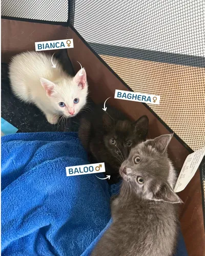 Baghera & Bianca, adopted