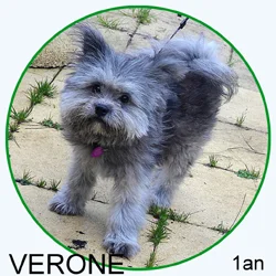 Cairn Terrier
