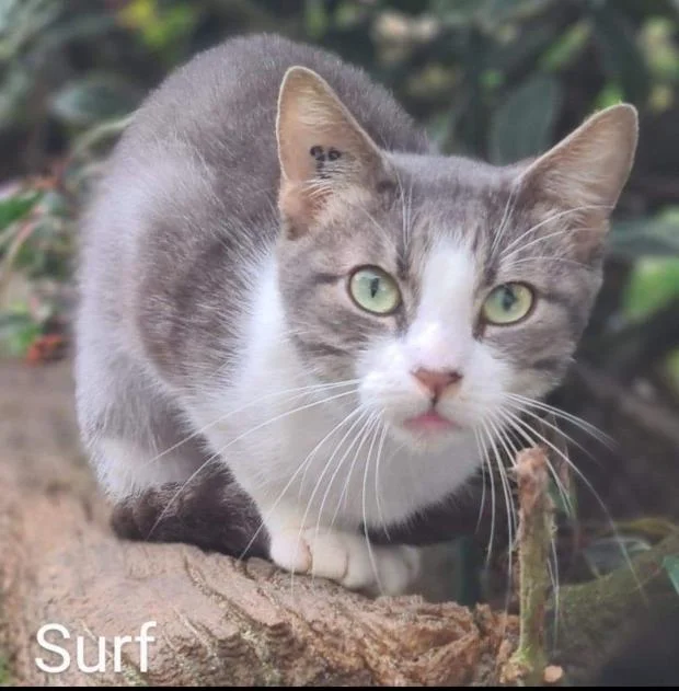 European Shorthair