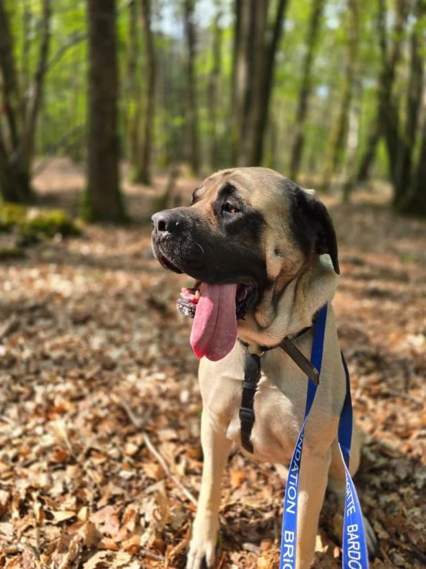 Mastiff