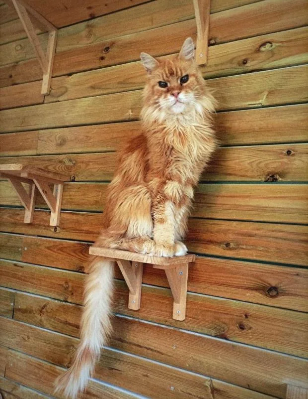 Maine Coon