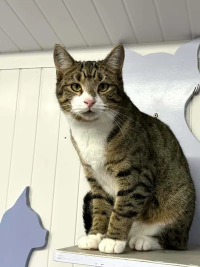 Cookie, adopted