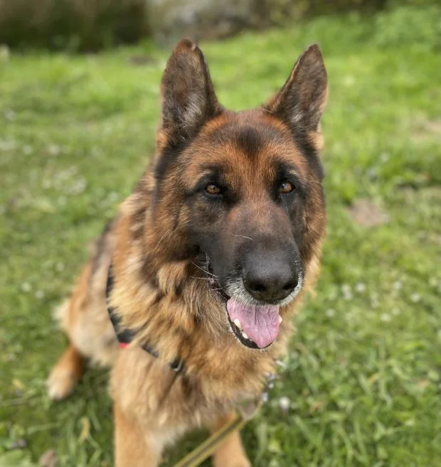 German Shepherd