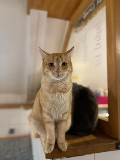 Cookie, adopted