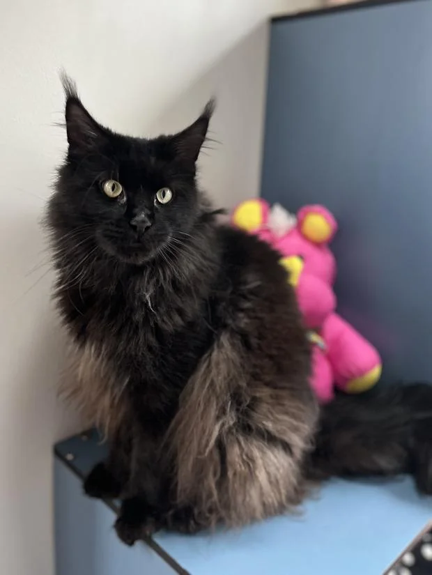 Maine Coon