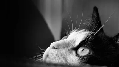 Lupin de Dammartin « Adopté », adopted