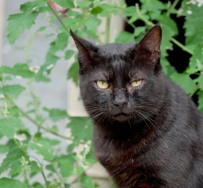 Hubert, adopted