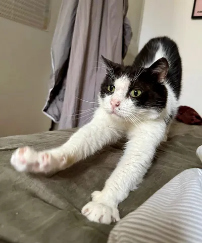 Rémi ((réservé)), adopted