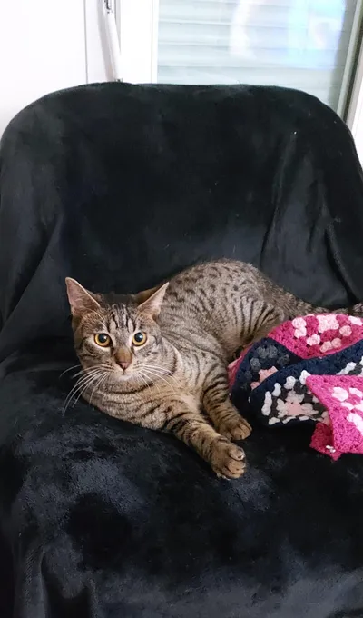 Mukki ((réservé)), adopted