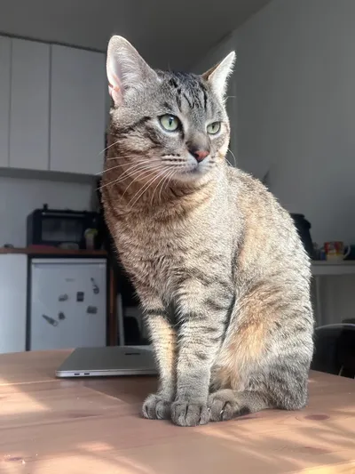 Jazz ((réservé)), adopted