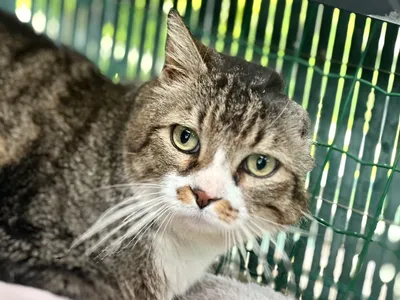 Maurice, adopted
