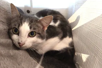 BALI (Réservé), adopted