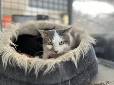 MIKA (réservé), adopted