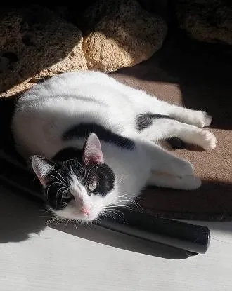 Smoke, adopted