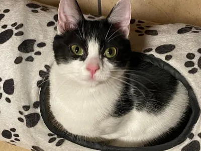 CHAPO jeune chatte Noire et Blanche, tonique et tendre, a été ADOPTÉE, adopted
