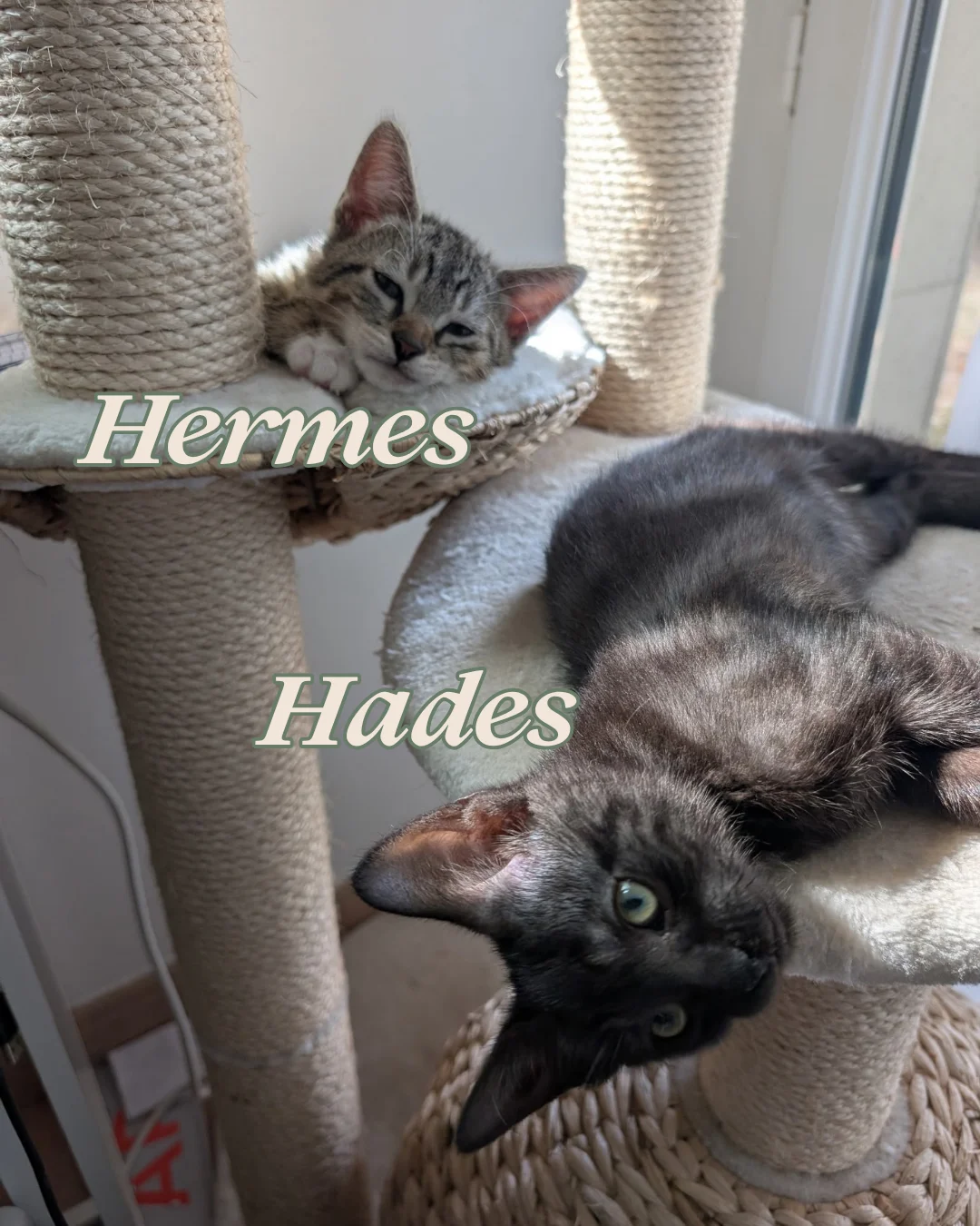 European Shorthair