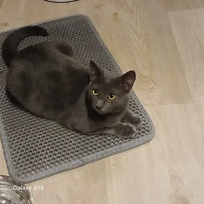 Aplus, adopted