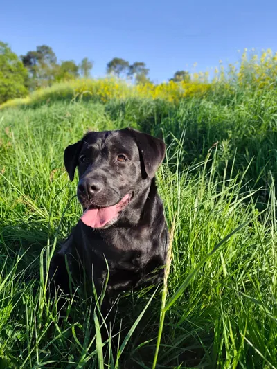Bella, adopted