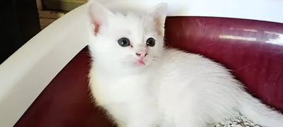 Blanca, adopted
