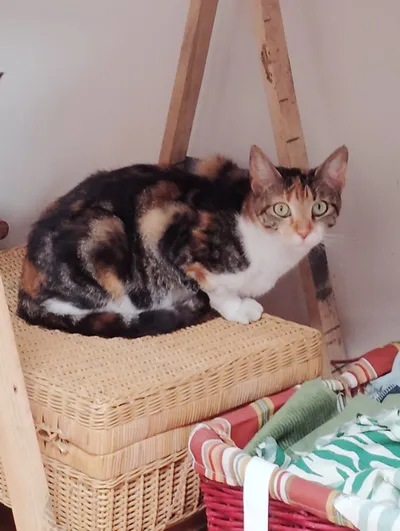 Boo, adopted