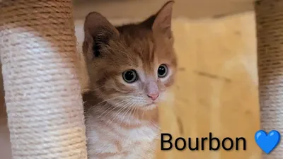 Bourbon, adopted
