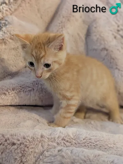 Brioche, adopted