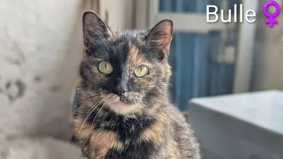 Bulle, adopted