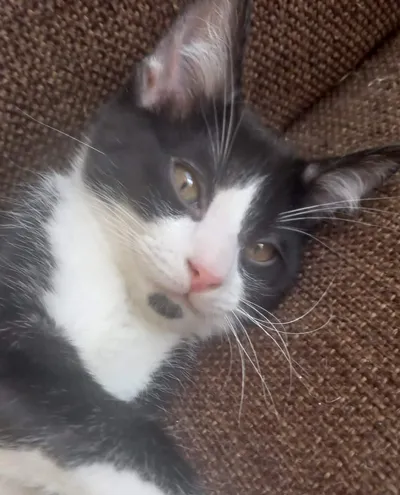 Bayka, adopted