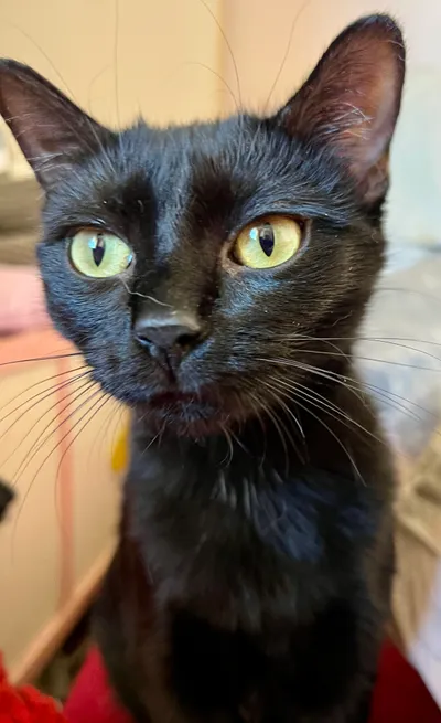 Photo Alba, adopted