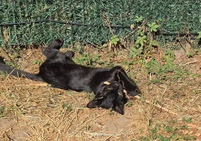 JUG (m), adopted