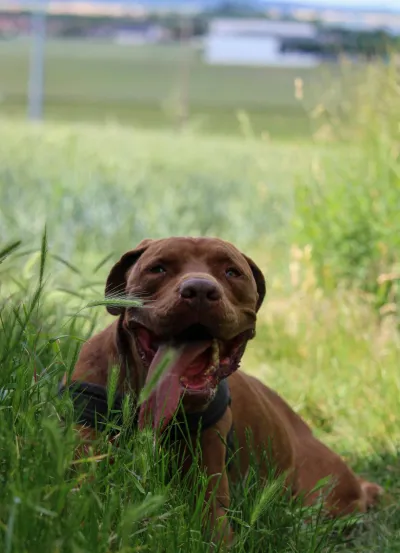 Marvin, adopted