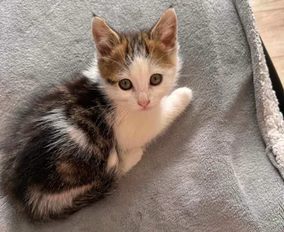Simba, adopted