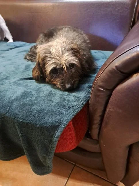 Cairn Terrier