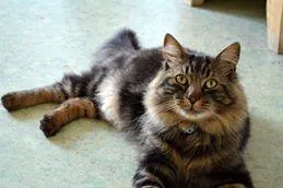 BALOO jeune chat mâle (en FA 69) Réservé, adopted