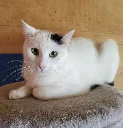 Domino, adopted