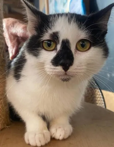 Nala, adopted