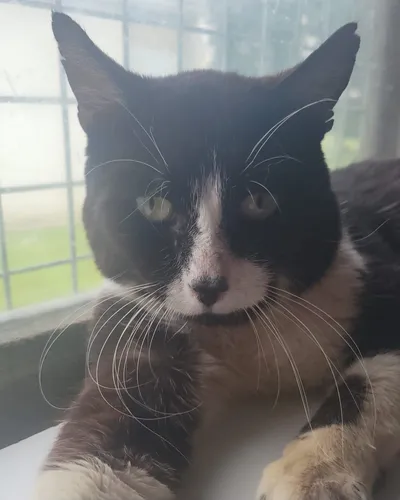 Charly - 🎂17/05/17🎂, adopted
