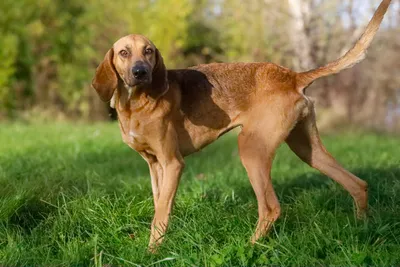 Orchidée, adopted