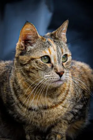 Chanel, adopted