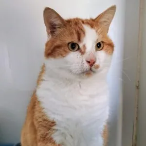 Honny, adopted
