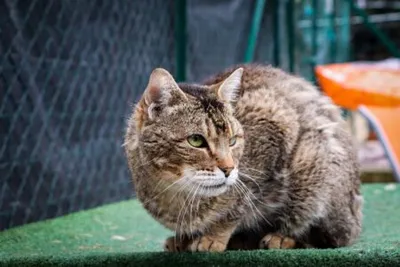 Hope, adopted