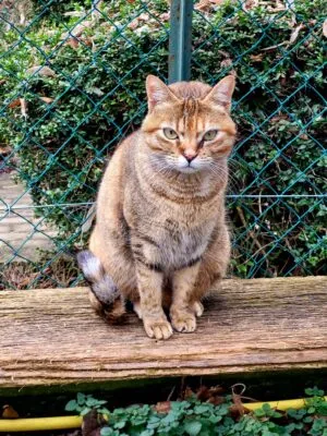Liya, adopted