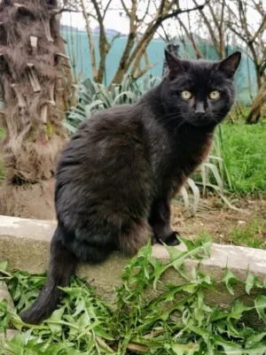 Meye, adopted