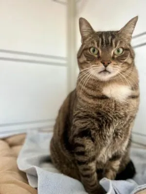 Prince, adopted