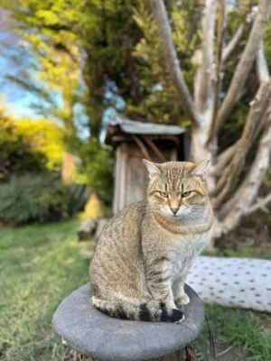 Ramsès, adopted